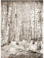 Coordonne Carta da parati panoramica Broken Forest - Sepia