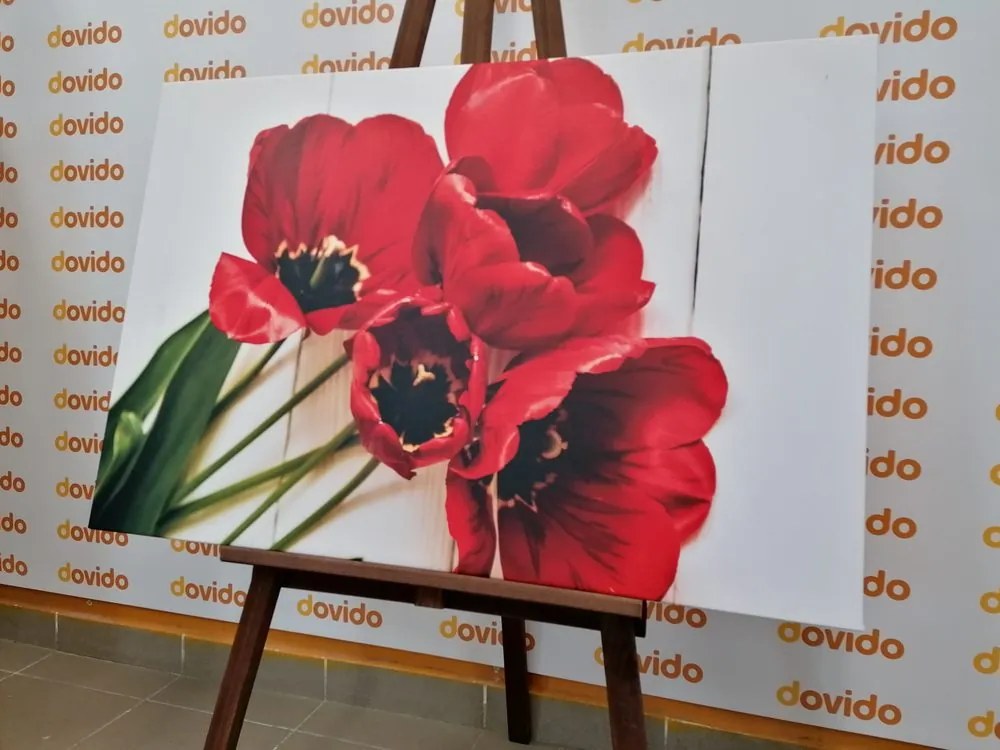 Quadro su tela – Tulipani rossi fioriti