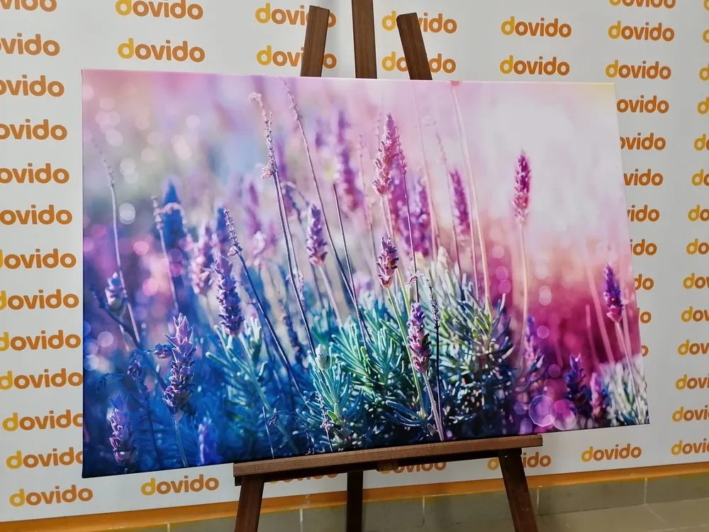 Quadro su tela – Fiori magici di lavanda