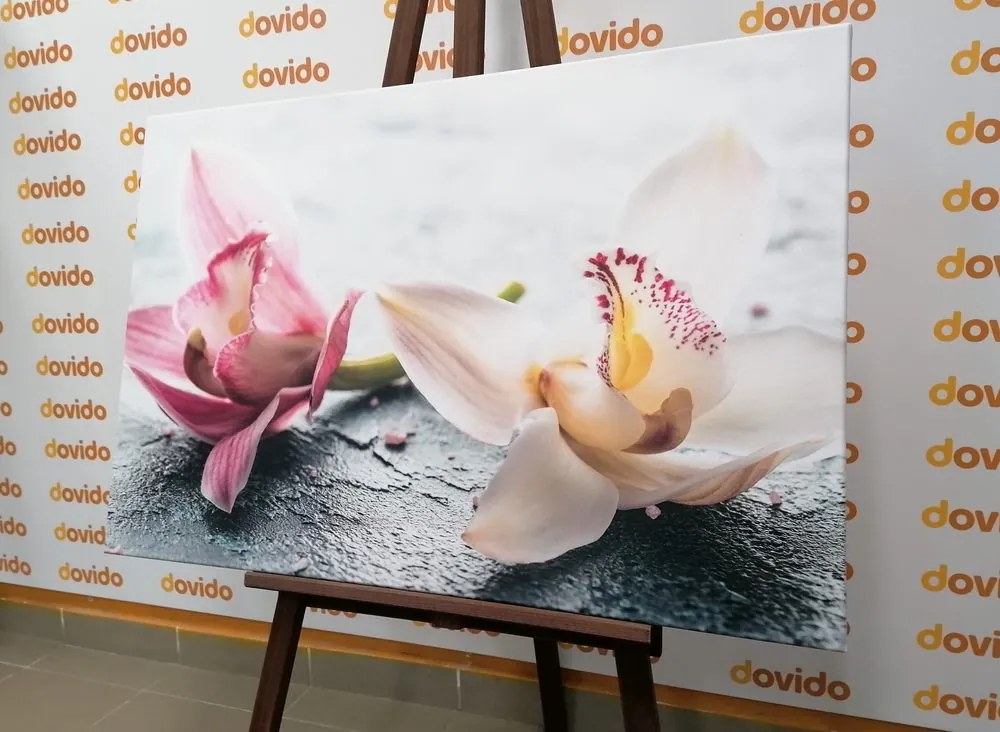 Stampa su tela – Due fiori colorati di orchidea