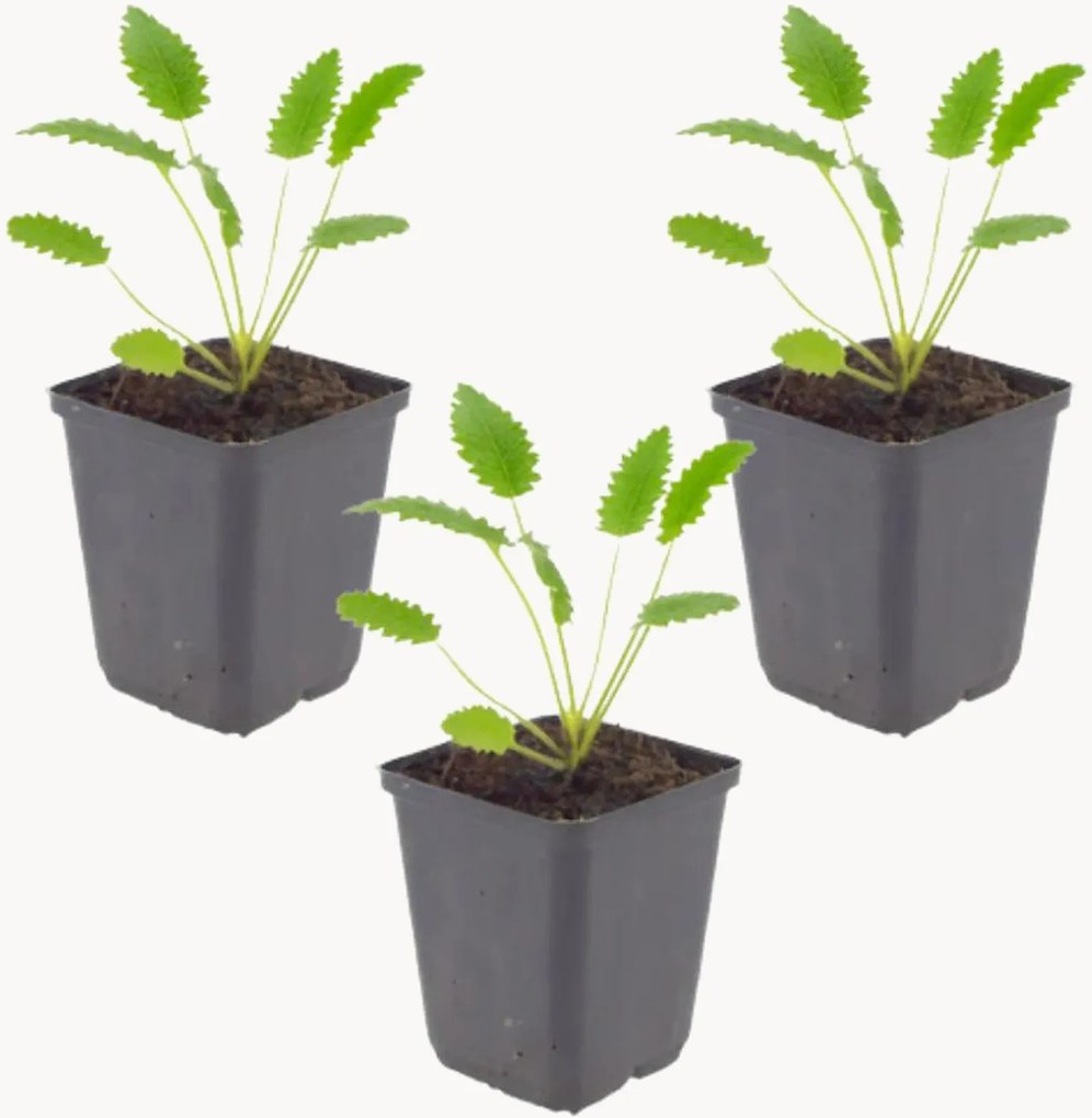 Set di 3 piante vere Great Burnet Sanguisorba officinalis Tanna