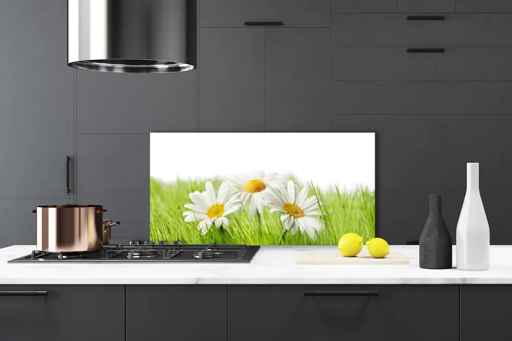 Pannello cucina paraschizzi Pianta di fiori di margherita 100x50 cm