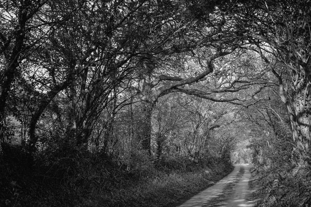 Stampa su tela – Foresta in bianco e nero