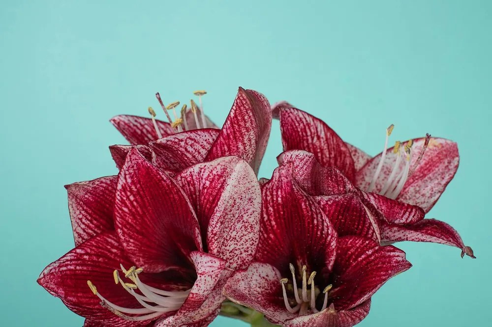 Carta da parati autoadesiva – Amaryllis esotico su sfondo turchese