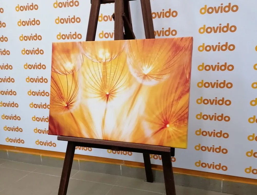 Quadro su tela – Soffione in splendida esecuzione