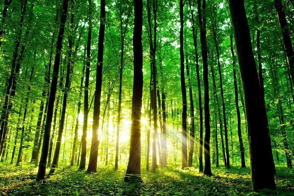 Carta da parati autoadesiva – Freschezza della foresta