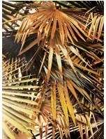 Jean Paul Gaultier Tapete Polynesie - Mordore