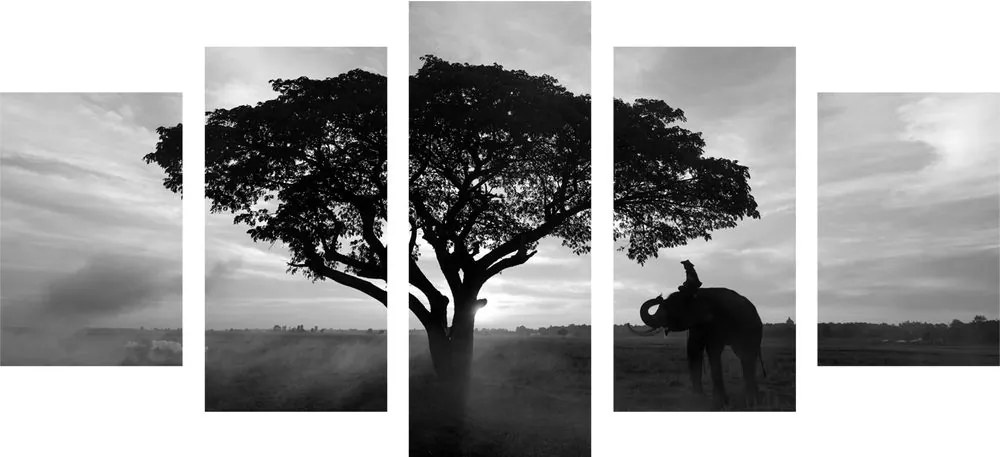 Quadri 5 pezzi – Elefante all'alba in bianco e nero