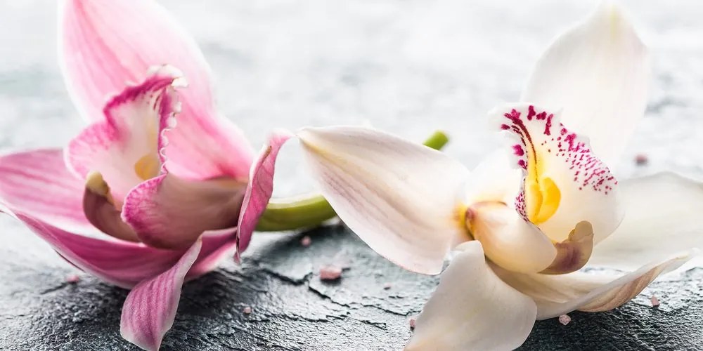 Quadro su tela – Fiori di orchidea