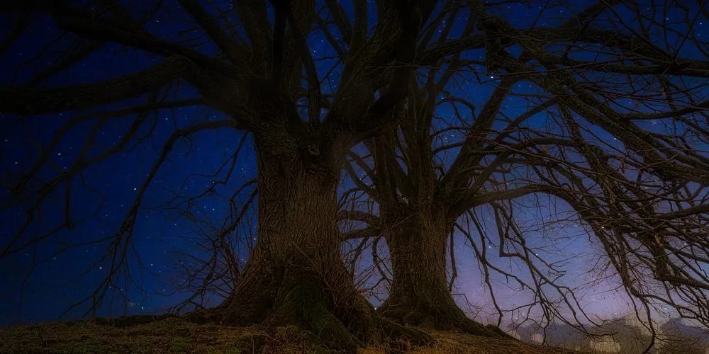 Stampa su tela – Alberi nella terra notturna