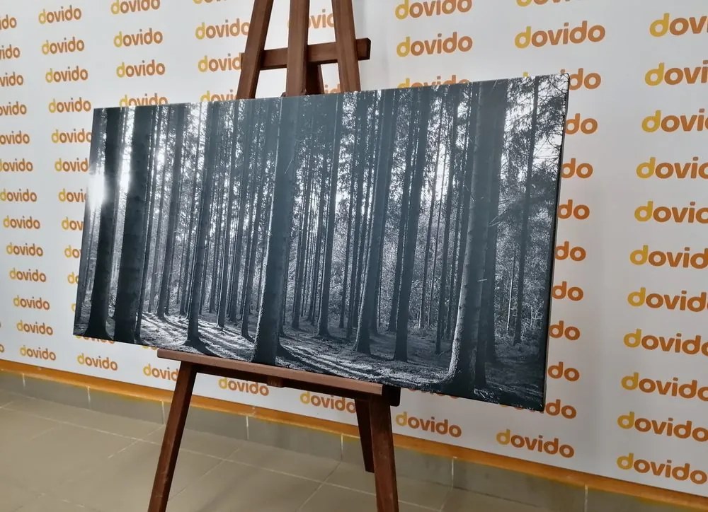Quadro su tela – Mattina nella foresta in bianco e nero