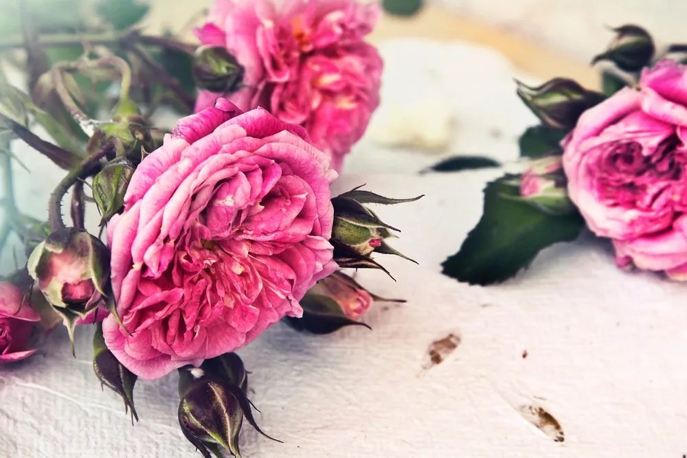 Quadro su tela – Rose in fiore