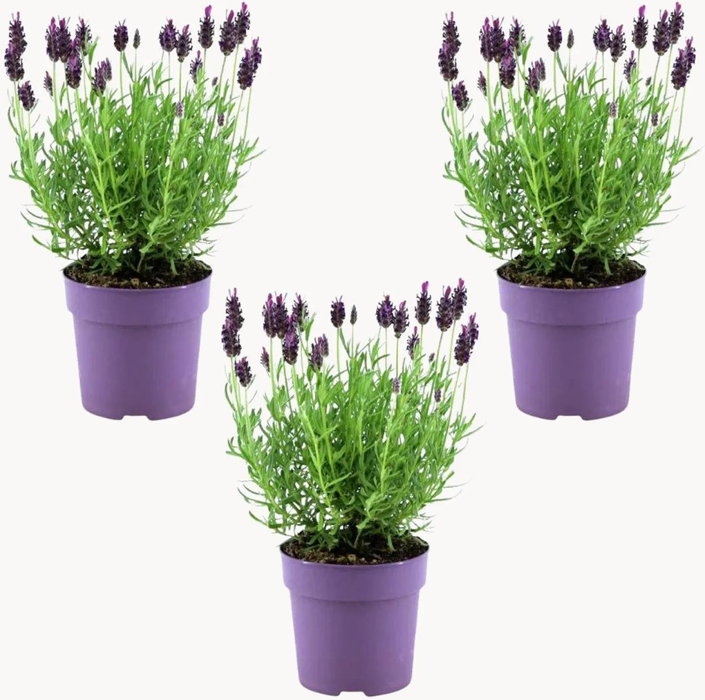 Set di 3 piante vere Lavanda francese Lavandula stoechas Anouk