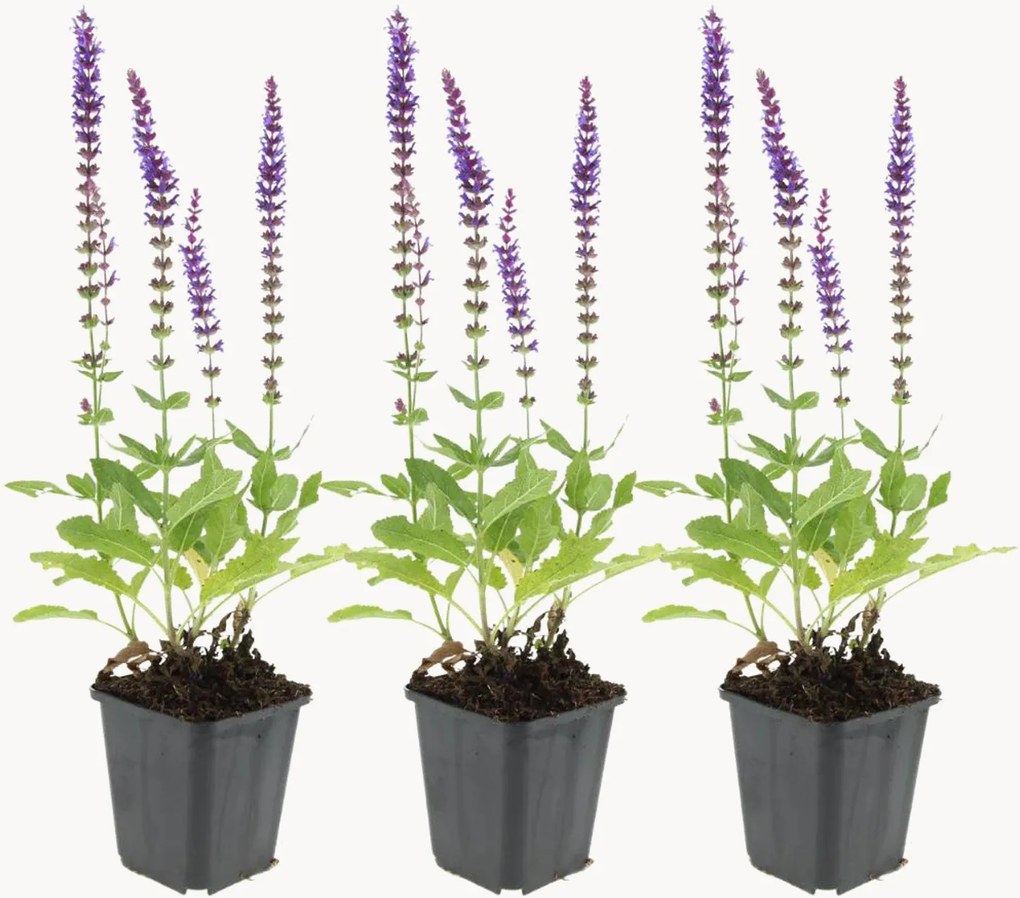 Set di 3 piante vere Salvia nemorosa Ostfriesland