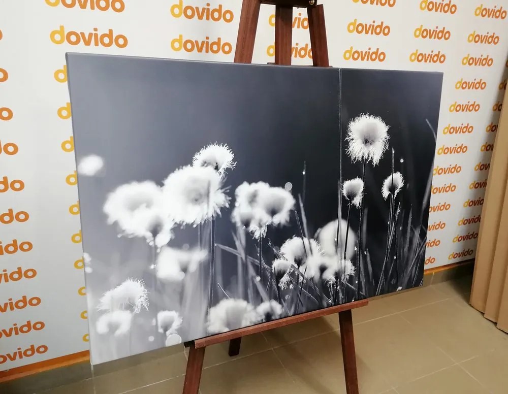 Quadro su tela – Erba di cotone in bianco e nero