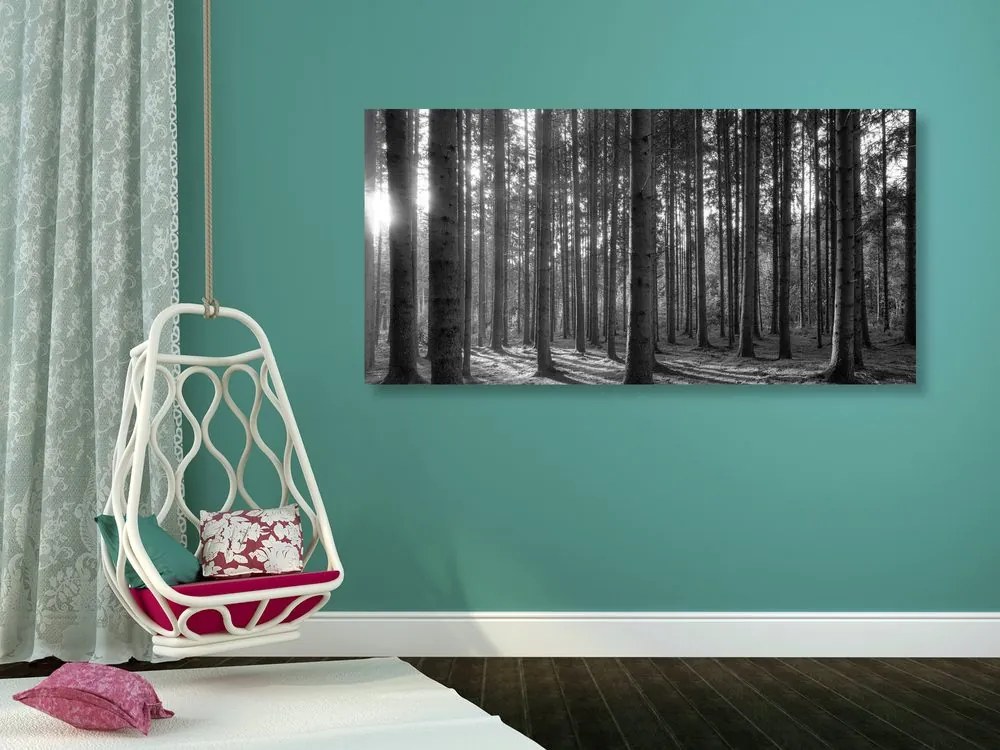Quadro su tela – Mattina nella foresta in bianco e nero