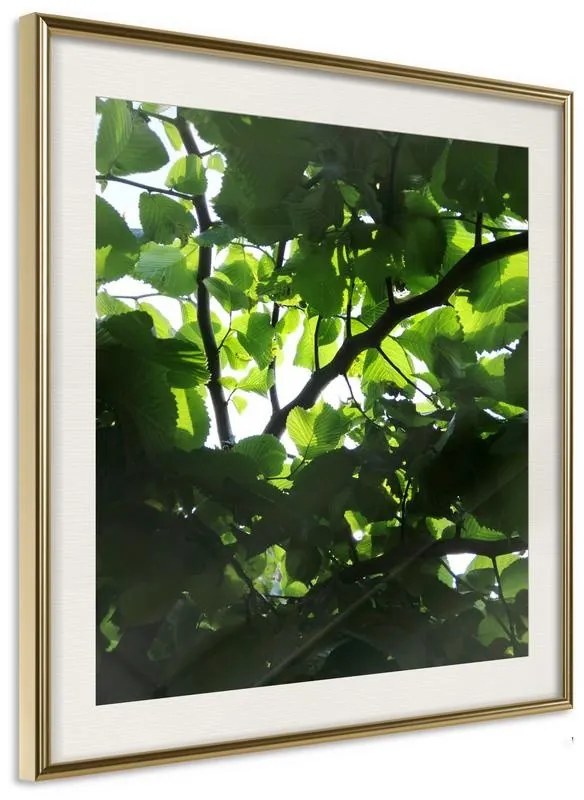 Poster  Under Cover of Leaves  Cornice Quadri Cornice d'oro con passe-partout, Larghezza x Altezza Home decor 20x20