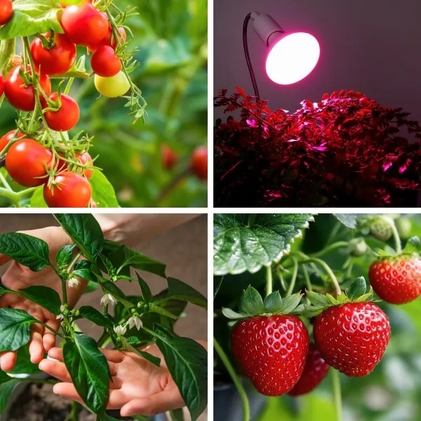 LED Lampadina per la crescita delle piante PLANTY E27/9W/230V 1200K bianco