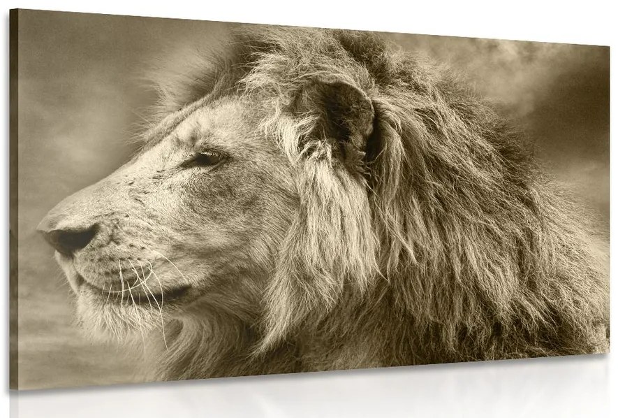 Stampa su tela – Leone africano in seppia