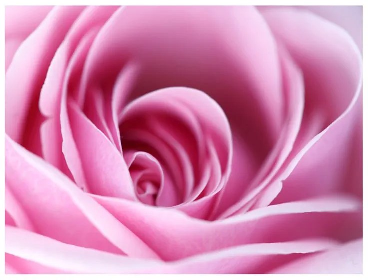 Fotomurale  Una rosa, rosa  Colore Grigio, Dimensioni e Misure 250x193