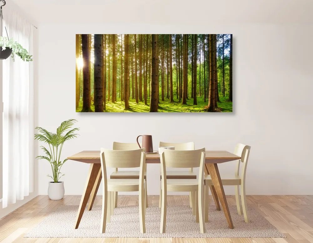 Stampa su tela – Mattina nella foresta
