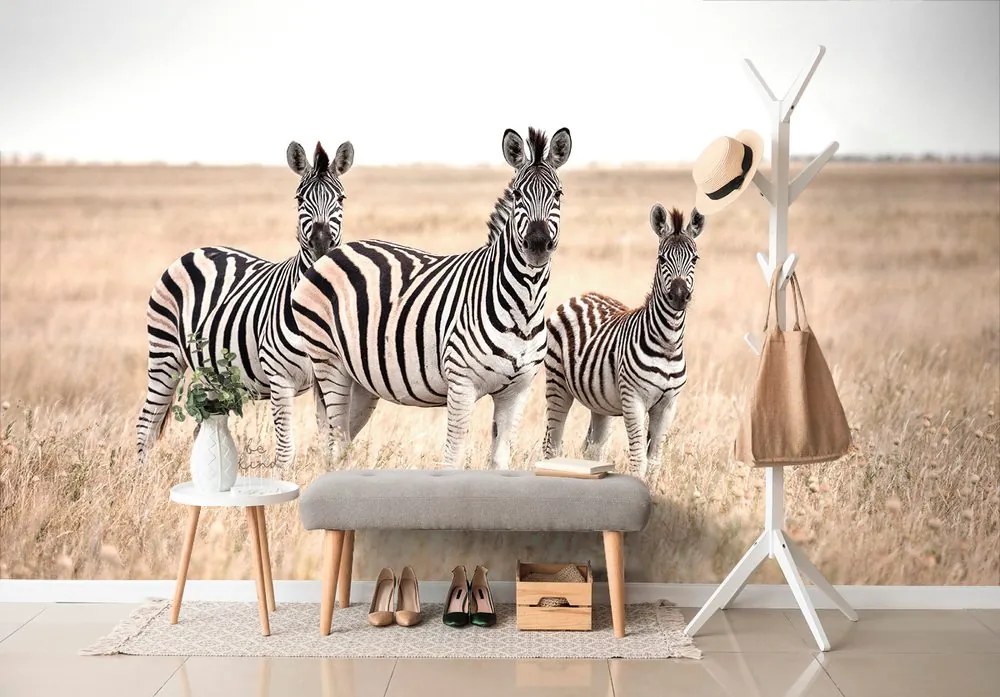 Carta da parati autoadesiva – Tre zebre nella savana
