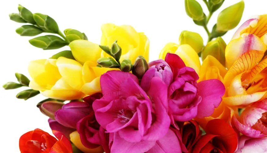 Quadro su tela – Bouquet di fresie