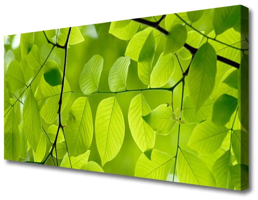 Quadro su tela Foglie di piante naturali 100x50 cm