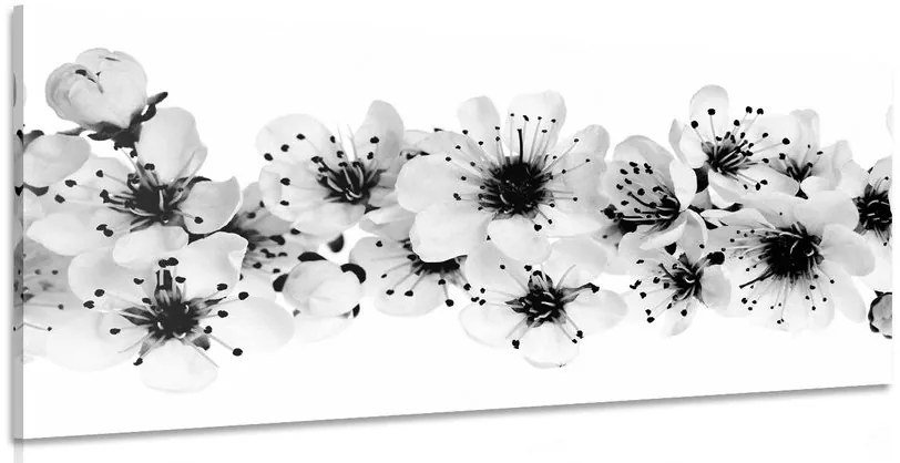 Quadro su tela – Fiori di ciliegio in bianco e nero