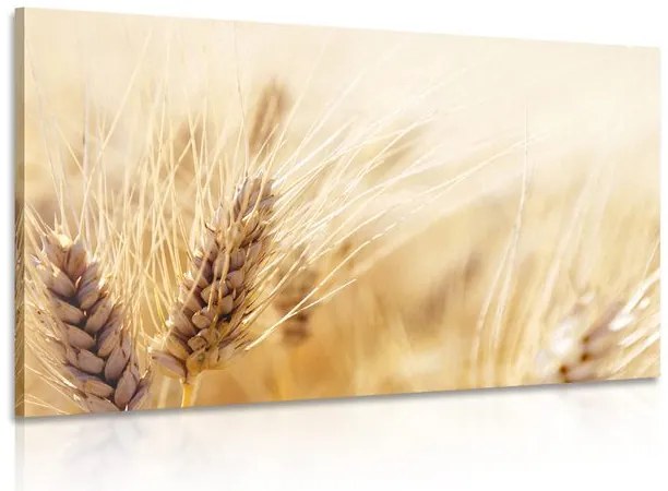 Quadro su tela – Campo di grano