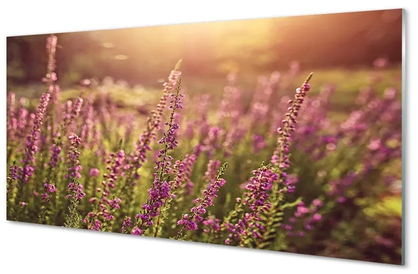 Quadro in vetro Campo di heather 100x50 cm 2 appendini