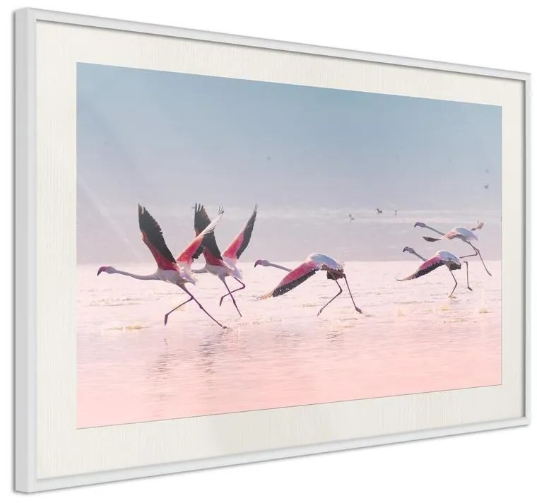 Poster  Flamingos Breaking into a Flight  Cornice Quadri Cornice nera con pass-partout, Larghezza x Altezza Home decor 60x40