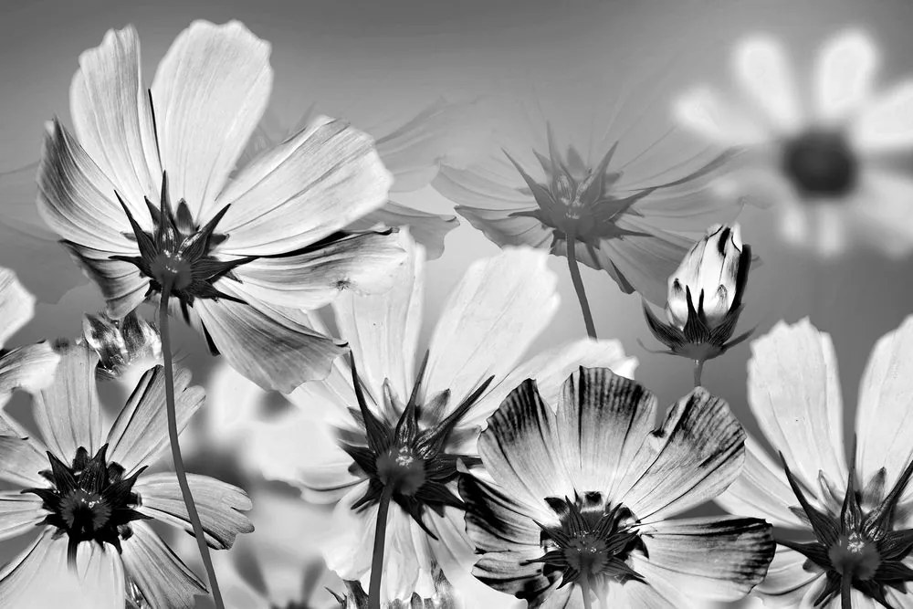 Stampa su tela – Fiori estivi in bianco e nero