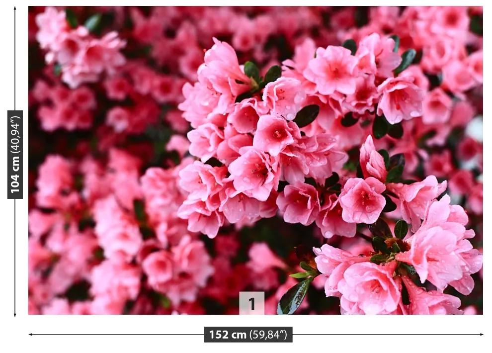 Carta da parati Rhododendron rosa 104x70 cm