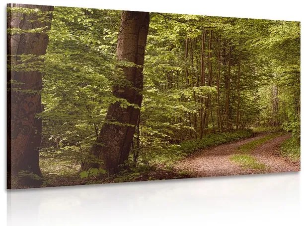 Quadro su tela – Foresta verde