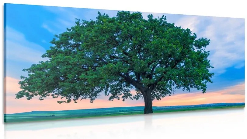 Quadro su tela – Quercia solitaria