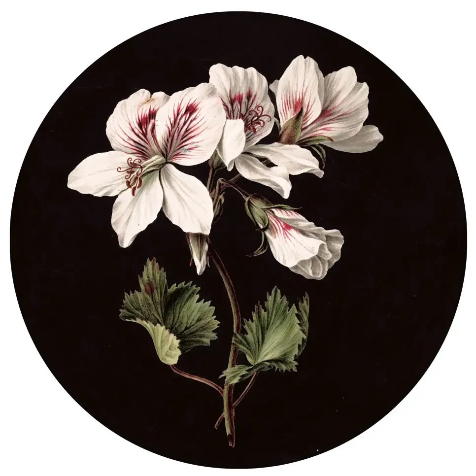 KEK Amsterdam Carta da parati panoramica White Flowers Circle - M - 1.9m