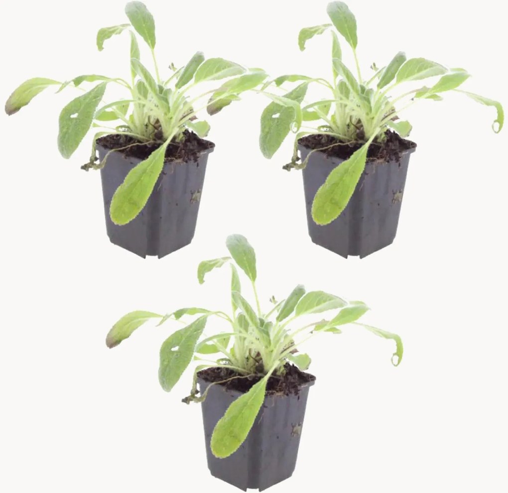 Set di 3 piante vere Stachys byzantina