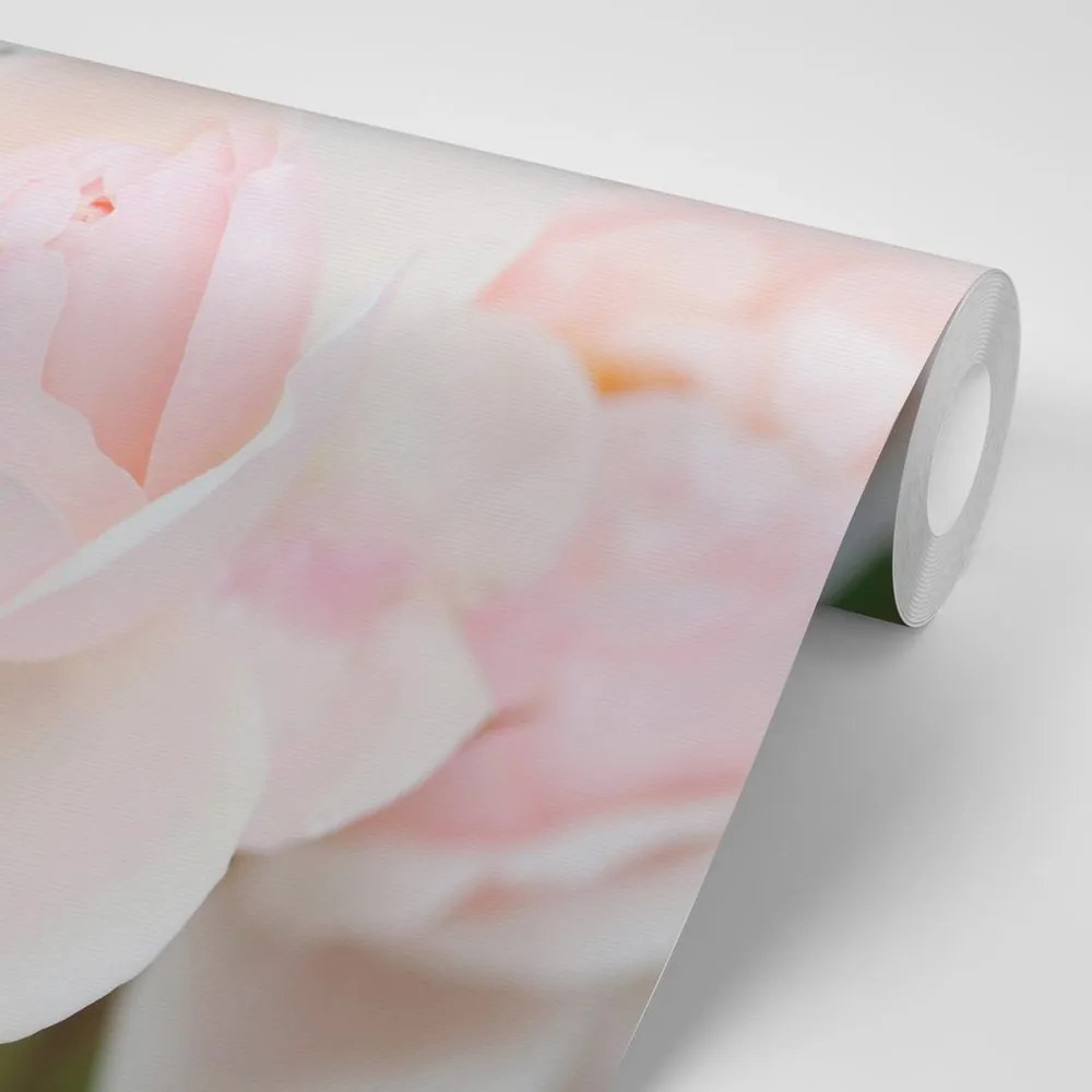 Carta da parati – Rose