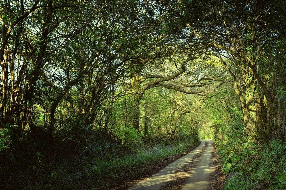 Carta da parati – Bosco incantato