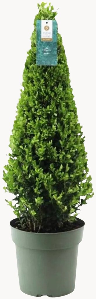 Pianta vera a forma di piramide Ilex Crenata Jenny