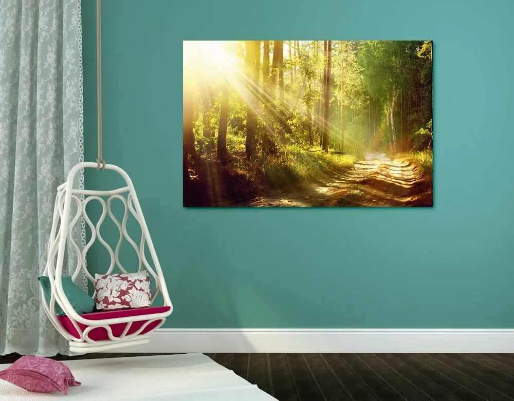 Quadro su tela – Raggi di sole nella foresta