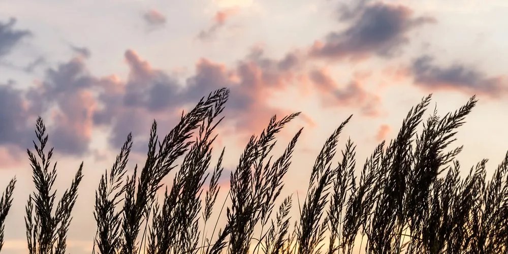 Stampa su tela – Erba al tramonto