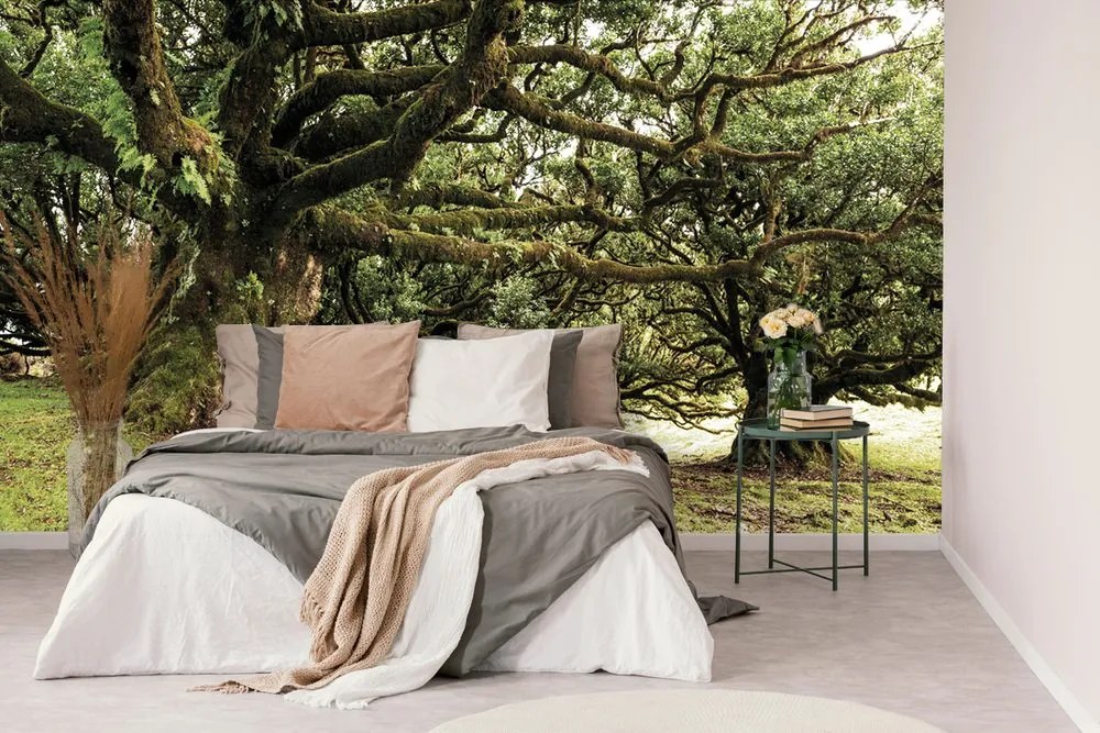 Fotomurale – Alberi coperti di muschio