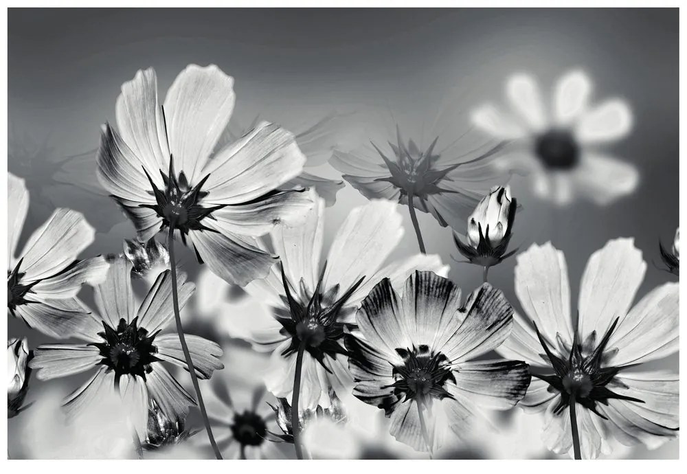 Carta da parati – Fiori in bianco e nero