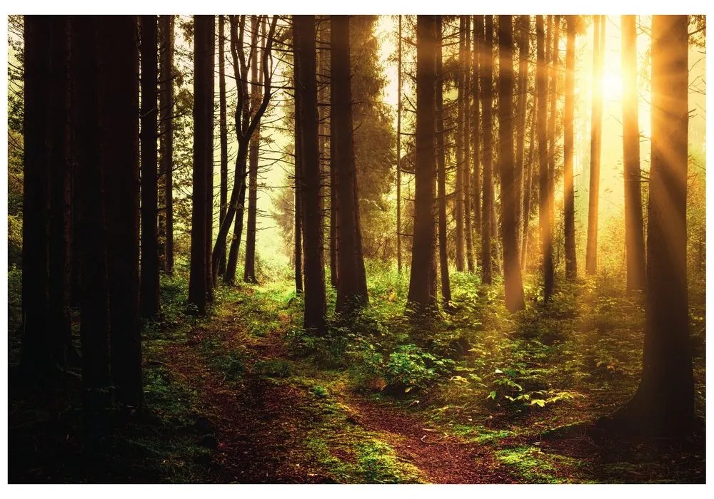 Carta da parati – Bosco illuminato dal sole