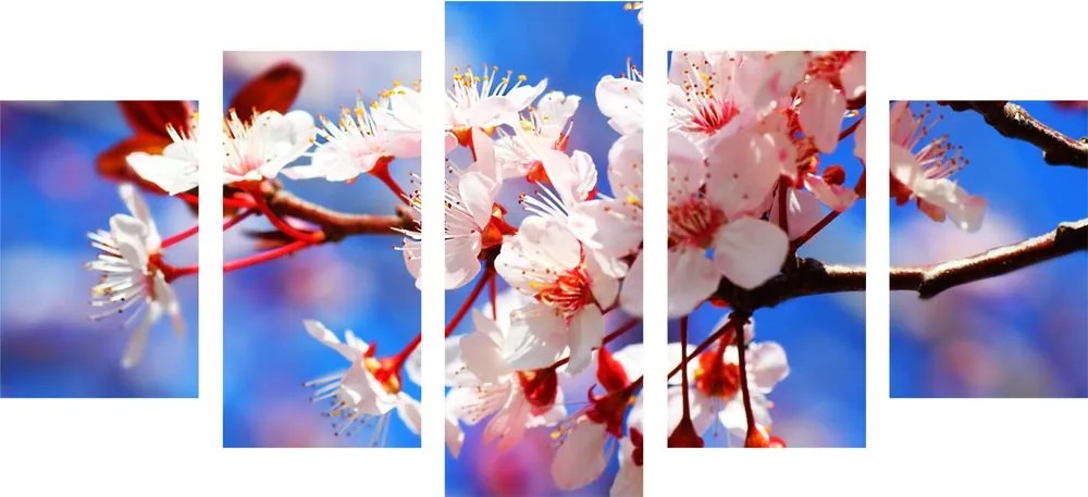 Quadri 5 pezzi – Fiore di ciliegio
