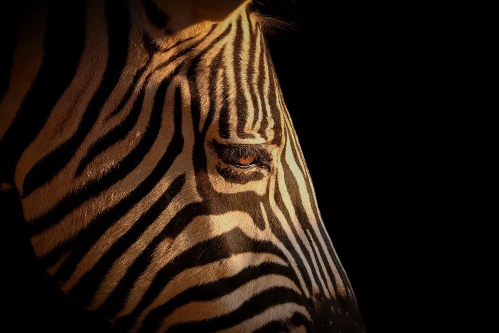 Stampa su tela – Ritratto di zebra
