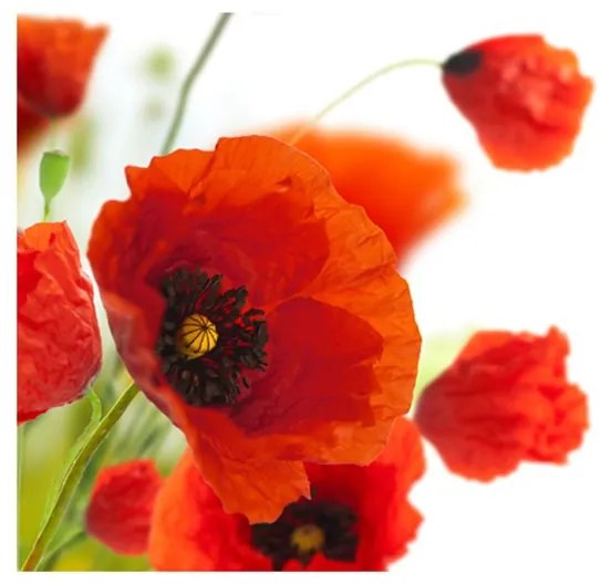 Fotomurale Poppies on the white background  Colore Nero, Dimensioni e Misure 350x270