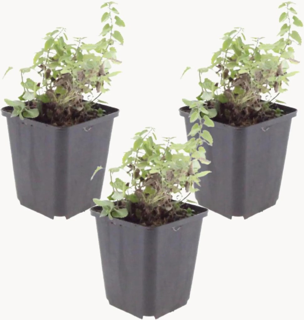 Set di 3 piante vere Nepeta Faassenii Grol